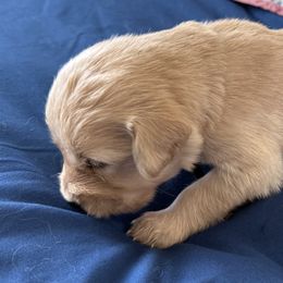 Mr. Black - Light golden male Golden Retriever puppy in Brentwood, California from Golden M Family Farms