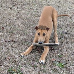 "Latte" - Fawn Greyhound puppy in South Carolina from Ashley's Greyhounds