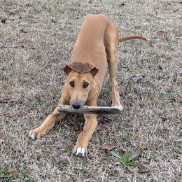 "Latte" - Fawn Greyhound puppy in South Carolina from Ashley's Greyhounds