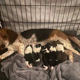 Boy 1 - Blue and white male Beagle puppy in Crestview, Florida from Alicia's Beagles