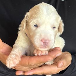 Purple girl - Fawn and white female Sheepadoodle puppy in Riverside, California from Downtown Doodles & Frenchies