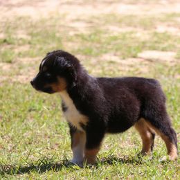 Miniature Australian Shepherd Puppies from AussiesRus