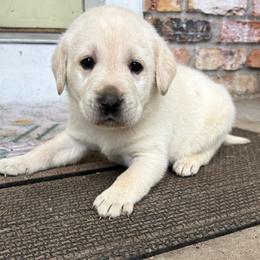 Orange collar - Yellow male Labrador Retriever puppy in Anoka, Minnesota from Sunshine Acres