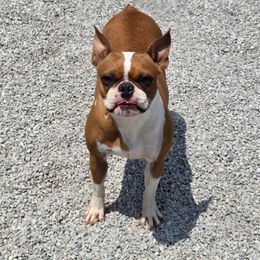 Petra - Boston Terrier