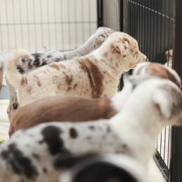 Working Dog Cross Puppies from Tendercross