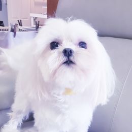 Brodie - Maltese