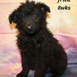 Fried - Miniature American Shepherd puppy from Atomic Minis