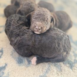 Lady - Chocolate female Goldendoodle puppy in Cross, South Carolina from DoodleDandy & Danes