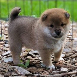 Shiba Inu Puppies from Takikawa Shiba Inus