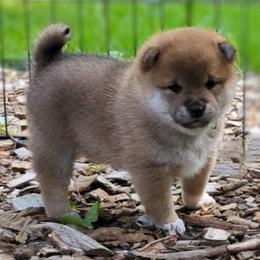 Shiba Inu Puppies from Takikawa Shiba Inus