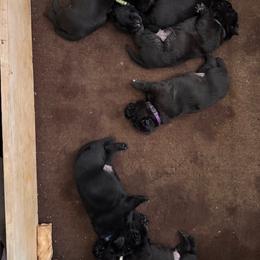 Girl 2 - Black female Labrador Retriever puppy in Colorado City, Colorado from Labrador emPAWrium