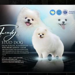 Pomeranian All Grown Up from Moore Poms