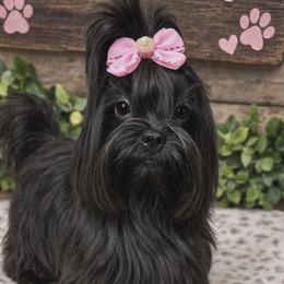 Rayray - Yorkshire Terrier