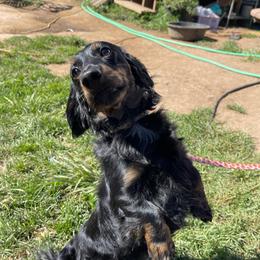 Shadow - Black and cream male Dachshund puppy in Rogue River, Oregon from Bear Feet Dachshunds
