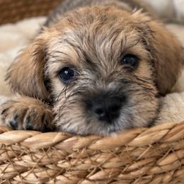 Tanner - Wheaten male Miniature Schnauzer puppy in Gilroy, California from Good Shepherd K9 Initiative