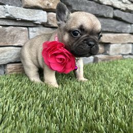 Fiona - Fawn female French Bulldog puppy in Jacksonville, Florida from Jacksonville Frenchies