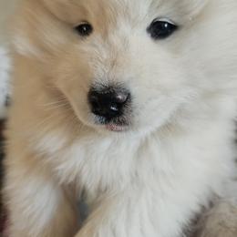 Samoyed Puppies from High Lonesome