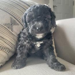 Astra - Silver female Cockapoo puppy in Mayville, Michigan from Kathy Maize