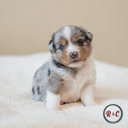 Girl 2 - female Miniature Australian Shepherd puppy in Buna, Texas from R & C Kennels