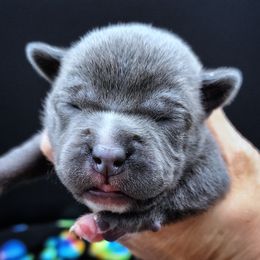 Wow - Blue female Staffordshire Bull Terrier puppy in Dallas, Texas from Wild Blue Staffords
