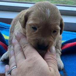 Boy 4 - Golden male Golden Retriever puppy in Princeton, Minnesota from North Country Goldens
