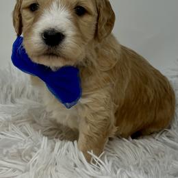 Blue Male - Apricot male Goldendoodle puppy in Great Falls, Montana from Montana Goldendoodles