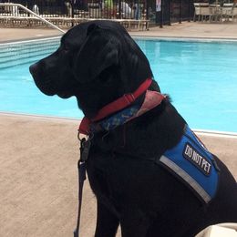 Golden Retrievers and Labrador Retrievers from Devanley Labradors