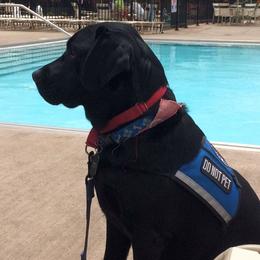 Golden Retrievers and Labrador Retrievers from Devanley Labradors