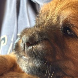 Maison - Blue - Wheaten Soft Coated Wheaten Terrier puppy in Burleson, Texas from Swheatie Life