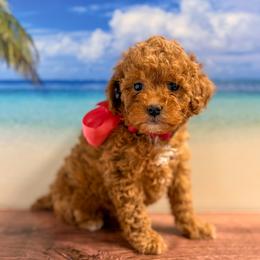 Pearl (Pink Collar Female) - Red  female Goldendoodle puppy in Santa Clara, Utah from Desert Dawn Doodles