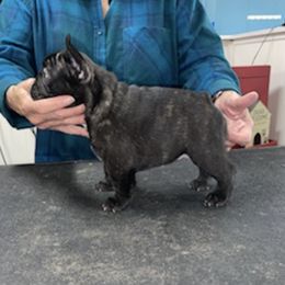 French Bulldogs from La Fee Verte