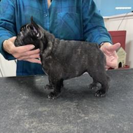 French Bulldogs from La Fee Verte