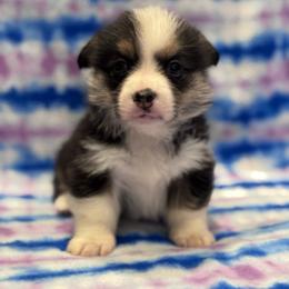 Oakley - Black and tan female Pembroke Welsh Corgi puppy in Stephenville, Texas from Rising JM Pembrokes