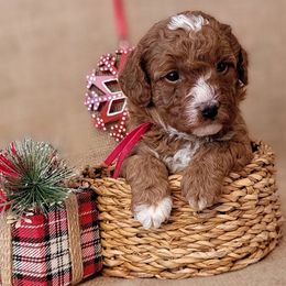 Assorted Doodle Crosses and Poodle Puppies from Center Hill Poodles and Doodles