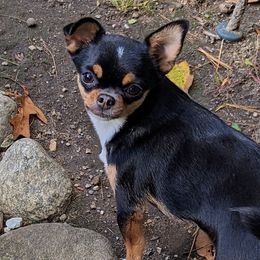 Prada - Chihuahua