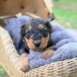 Appa AKA Baby Boy Blue - Black and tan male Airedale Terrier puppy in Mooresville, North Carolina from Farm 55