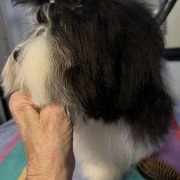 Havanese Puppies from Coraz’on Havanese