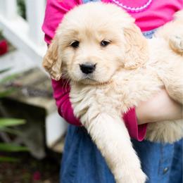 Lily - Golden female Golden Retriever puppy in Paoli, Indiana from Rose n’ Thistle Farm