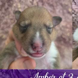Amber - Sable and white female Collie puppy in Oregon City, Oregon from Laurelee Collies