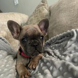 Pink - Blue fawn female French Bulldog puppy in Kyle, Texas from Small Town Frenchies