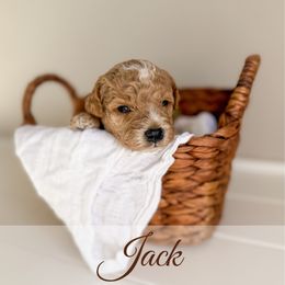 Jack - Red  male Goldendoodle puppy in Melba, Idaho from KZ Doodles