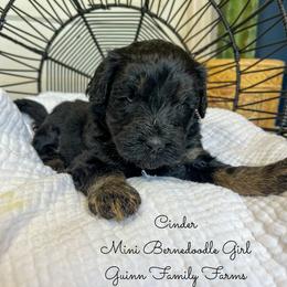 Cinder - Phantom female Bernedoodle puppy in Grove, Oklahoma from Guinn Family Farms