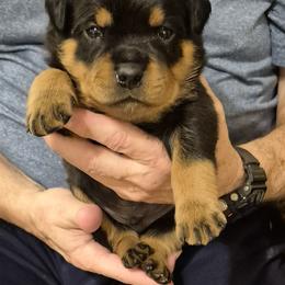 Frank- Lime collar boy 6 - Black and mahogany male Rottweiler puppy in Carnesville,, Georgia from Von Knopf Rottweilers