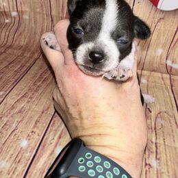 Yang - Black male Chihuahua puppy in Palmyra, Indiana from Country Star Chihuahuas