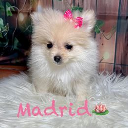 Madrid - Cream female Pomeranian puppy in Los Angeles, Santa Clarita, California from LT_Poms