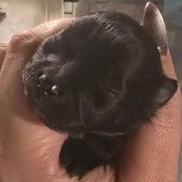 Boy 1 - Black and tan male Pomeranian puppy in Bloomingdale, New Jersey from Bella Luna Pomeranians