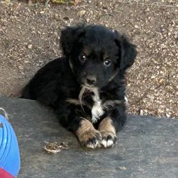 Puppy - Black tri-color female Australian Shepherd puppy in Bailey, Colorado from Silverheels Australian shepherds