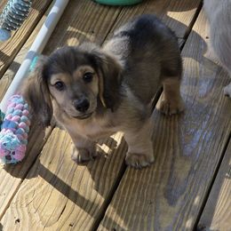 Aramis - Cream male Dachshund puppy in Norwood, Missouri from Madra's Dashing Doxies