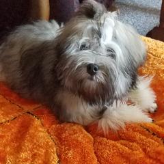 Lowchen Puppies from Ashford Kennel