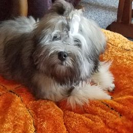 Lowchen Puppies from Ashford Kennel